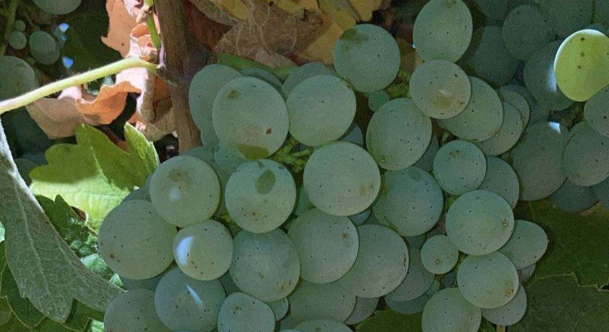 Uva de la variedad Godello