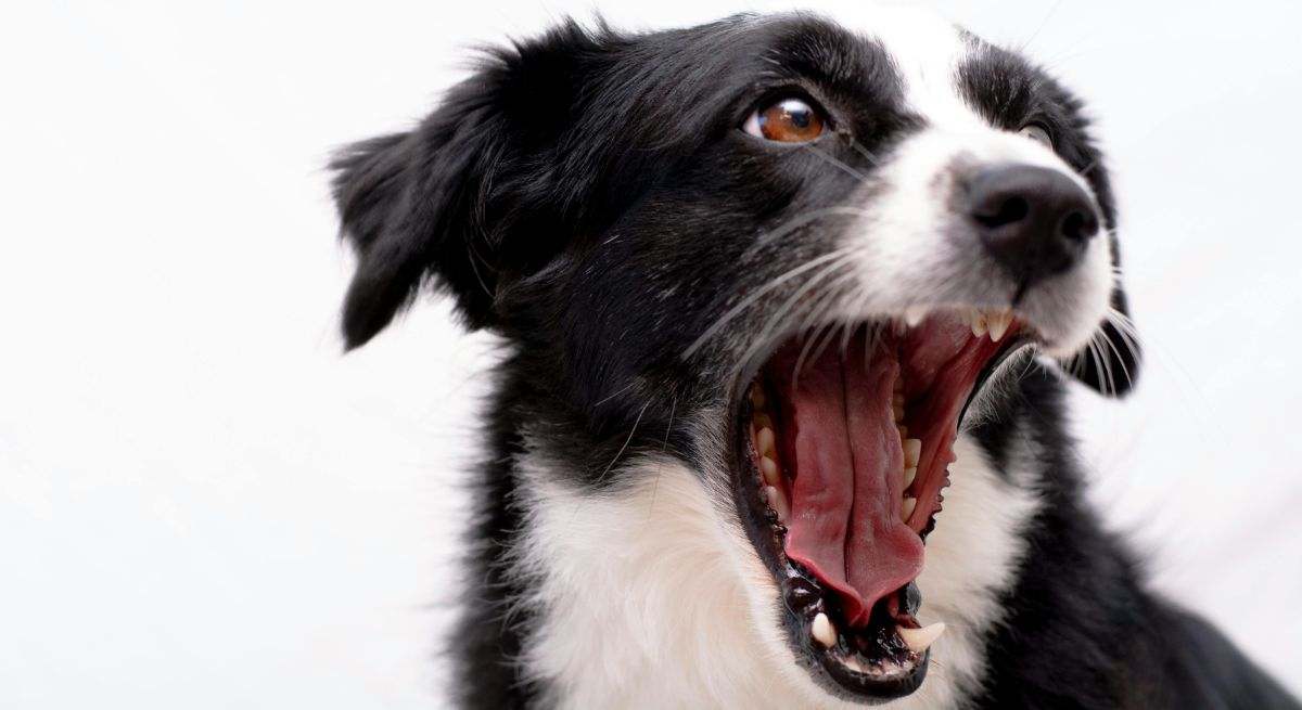Los mejores snaks para la dentadura de tu perro pexels