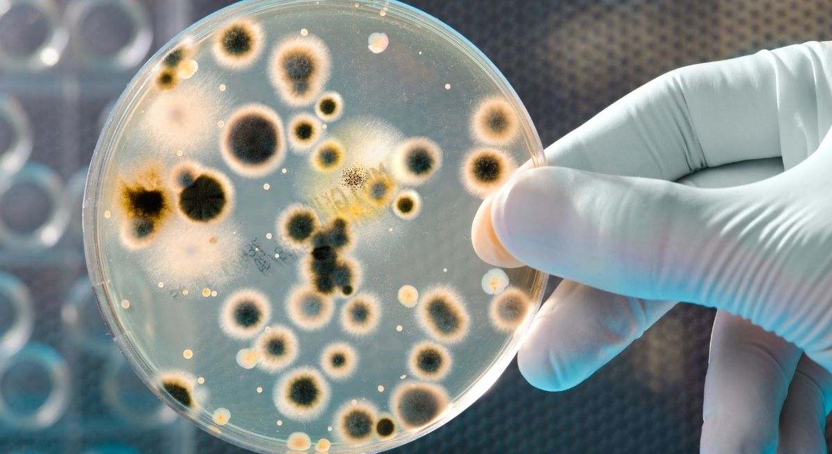 bacterias-canva