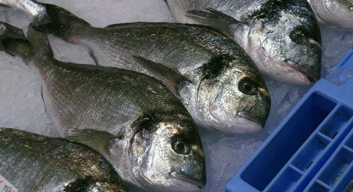 dorada_2.jpg