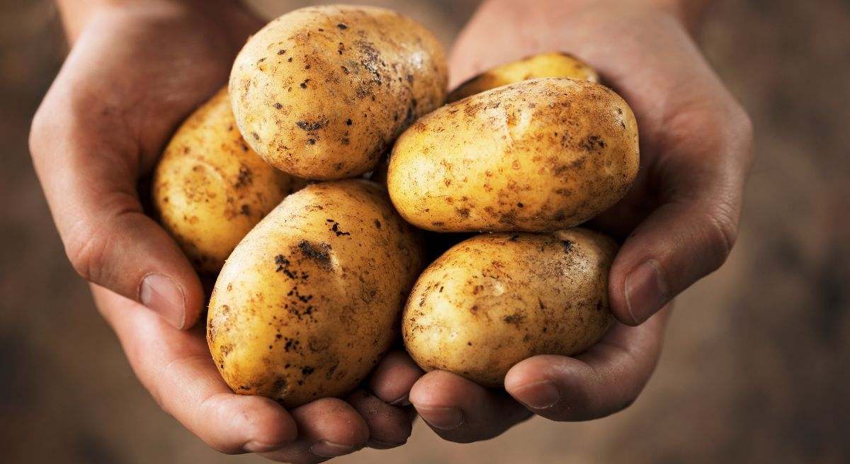 Patata