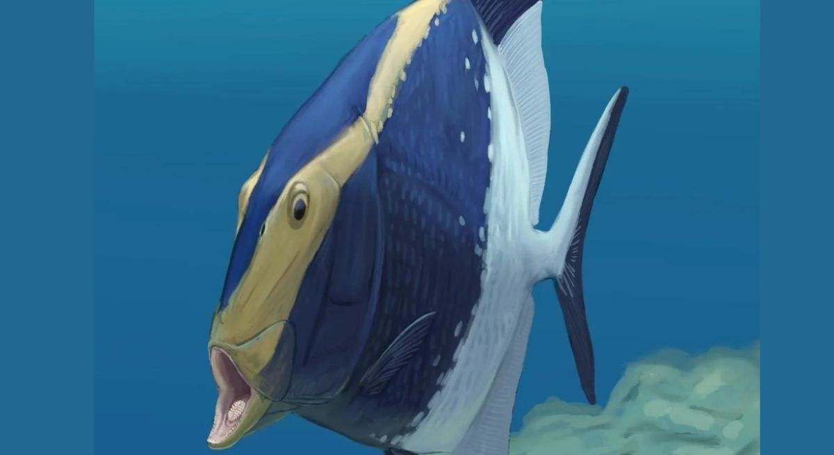 Platysomus parvulus