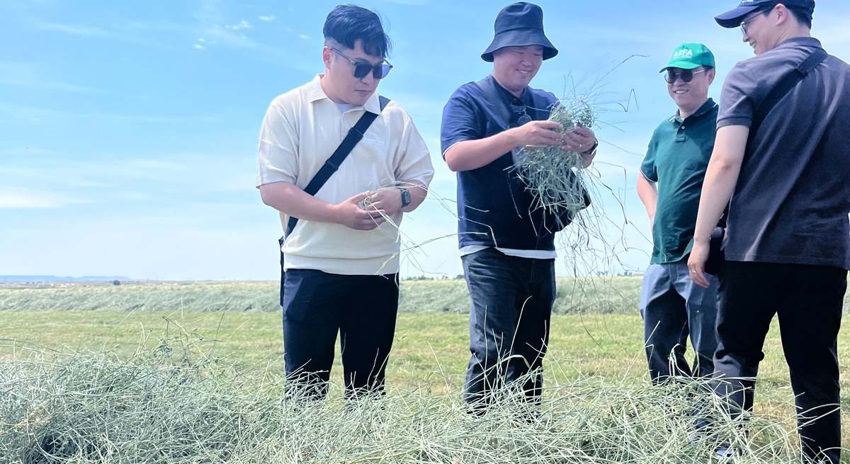 alfalfa corea sur