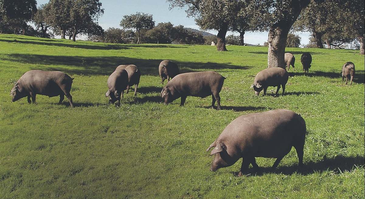 Cerdos Ibéricos en Dehesa