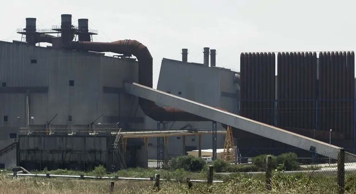 Planta de Xeal en Dumbría.