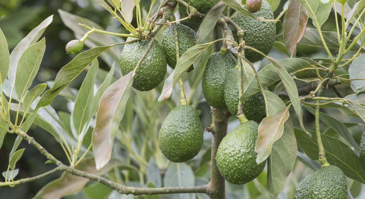 aguacate-planta-dreamstime.jpg