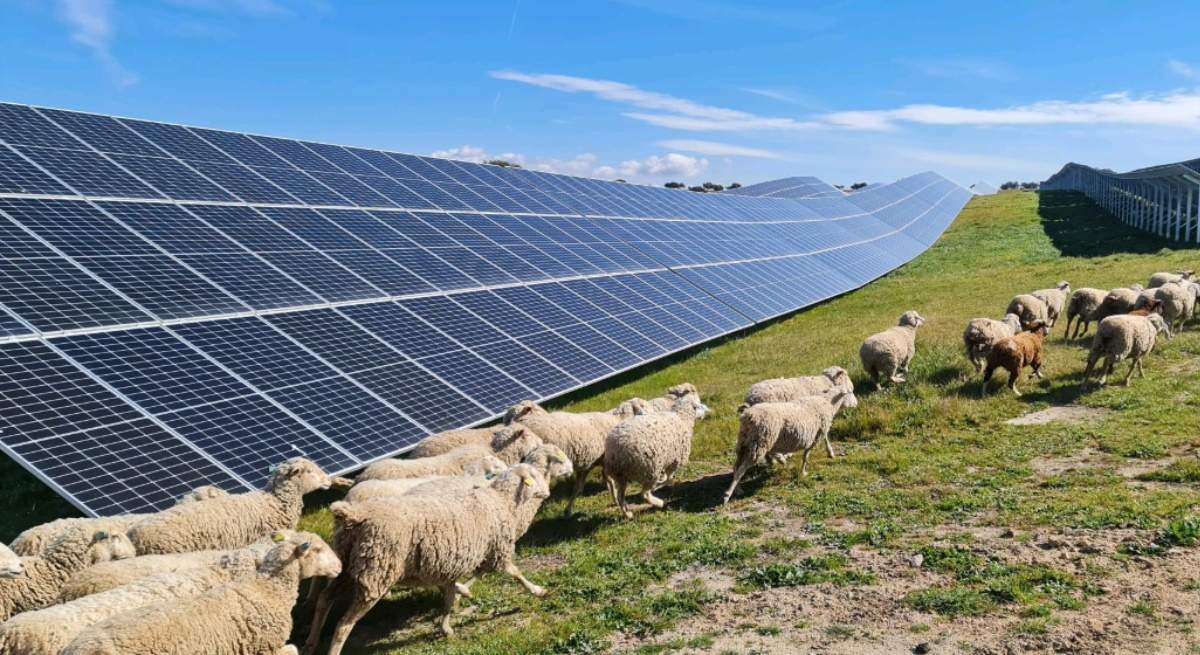 solarpack-placas-solares-ovejas-campo-europapress-ep.jpg