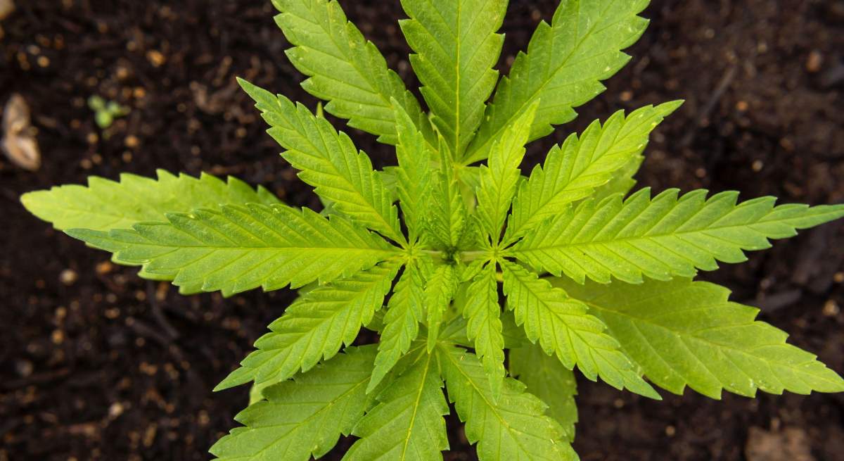 marihuana-alamy.jpg