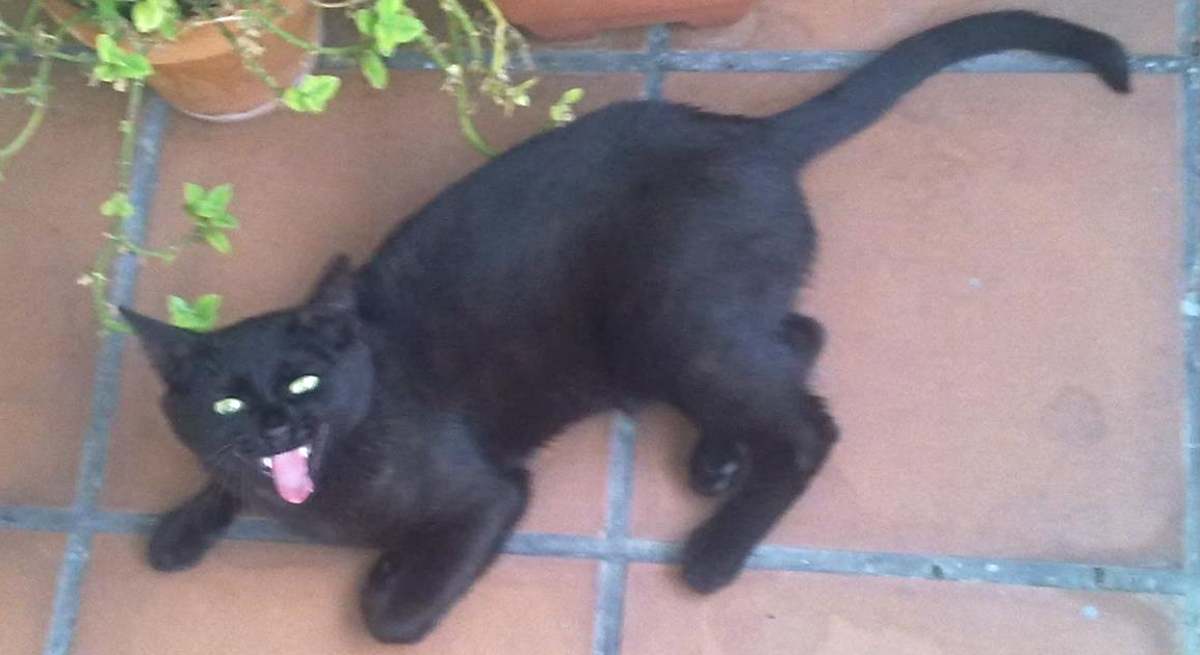 Siete, gato negro