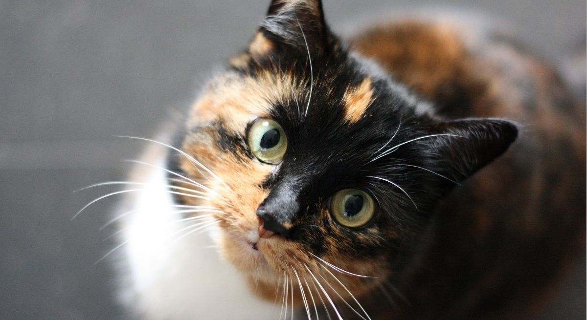 gato-canva
