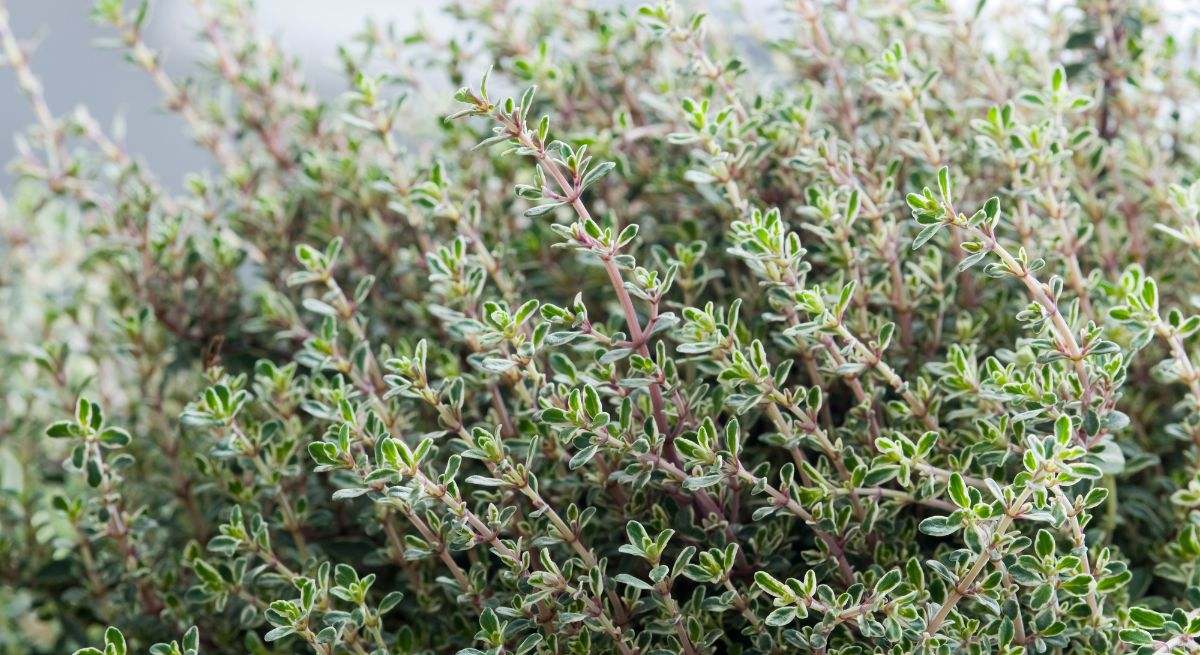 El tomillo es una planta aromática que está de moda en España