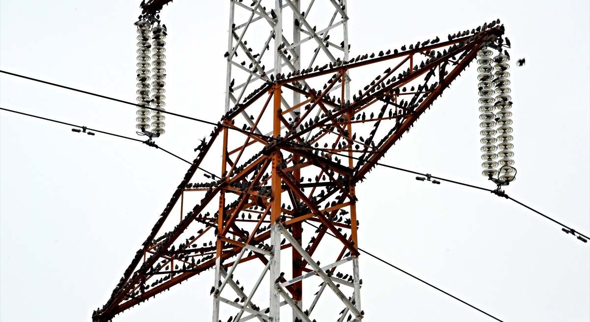 Una torre eléctrica repleta de pájaros / EP