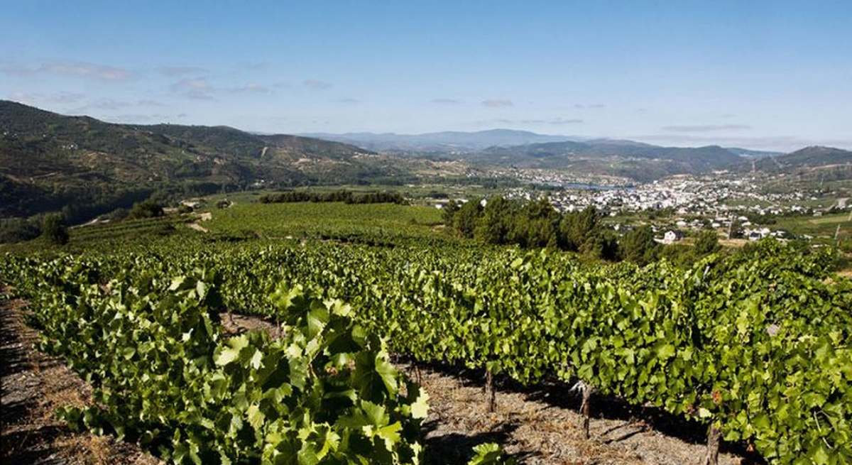 La comarca de Valdeorras, en la provincia de Ourense, es una zona con fuerte tradición vitivinícola que acoge un total de nueve municipios.