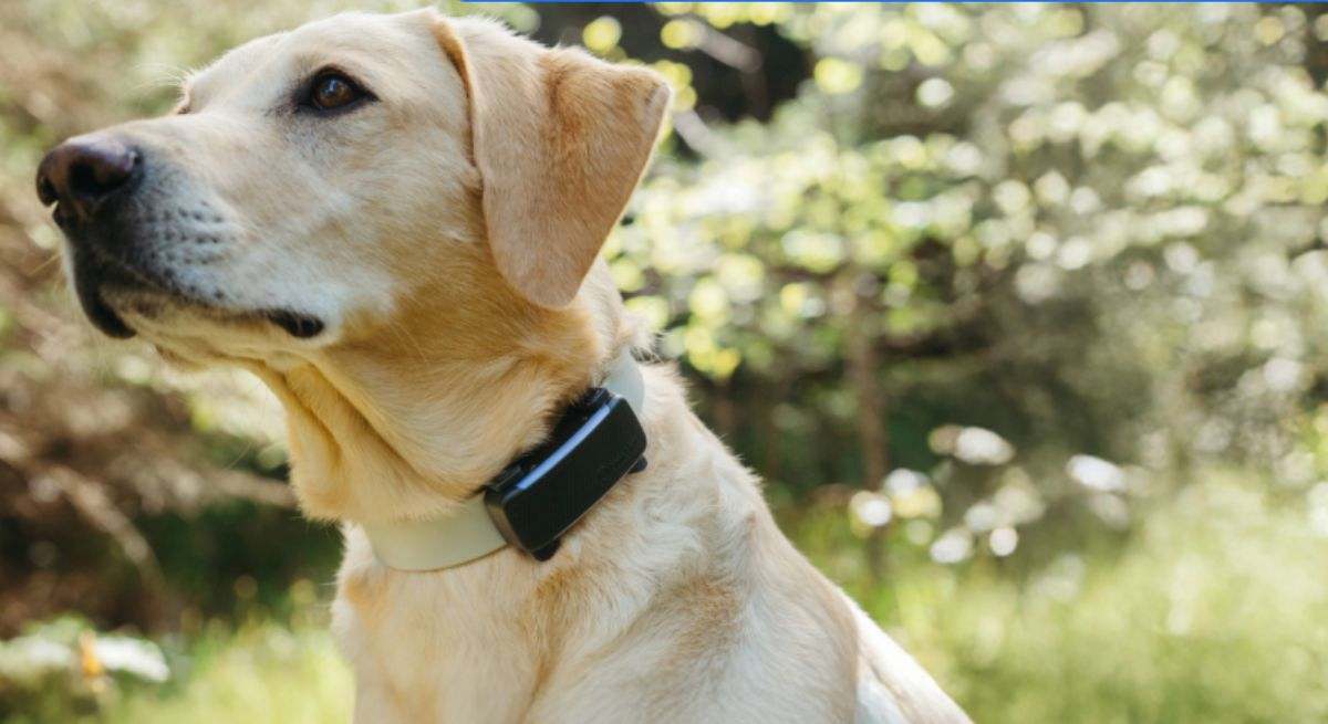 El mejor GPS para perros con descuento