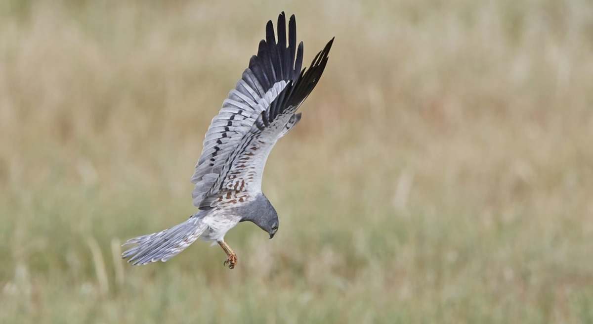 Un aguilucho cenizo.