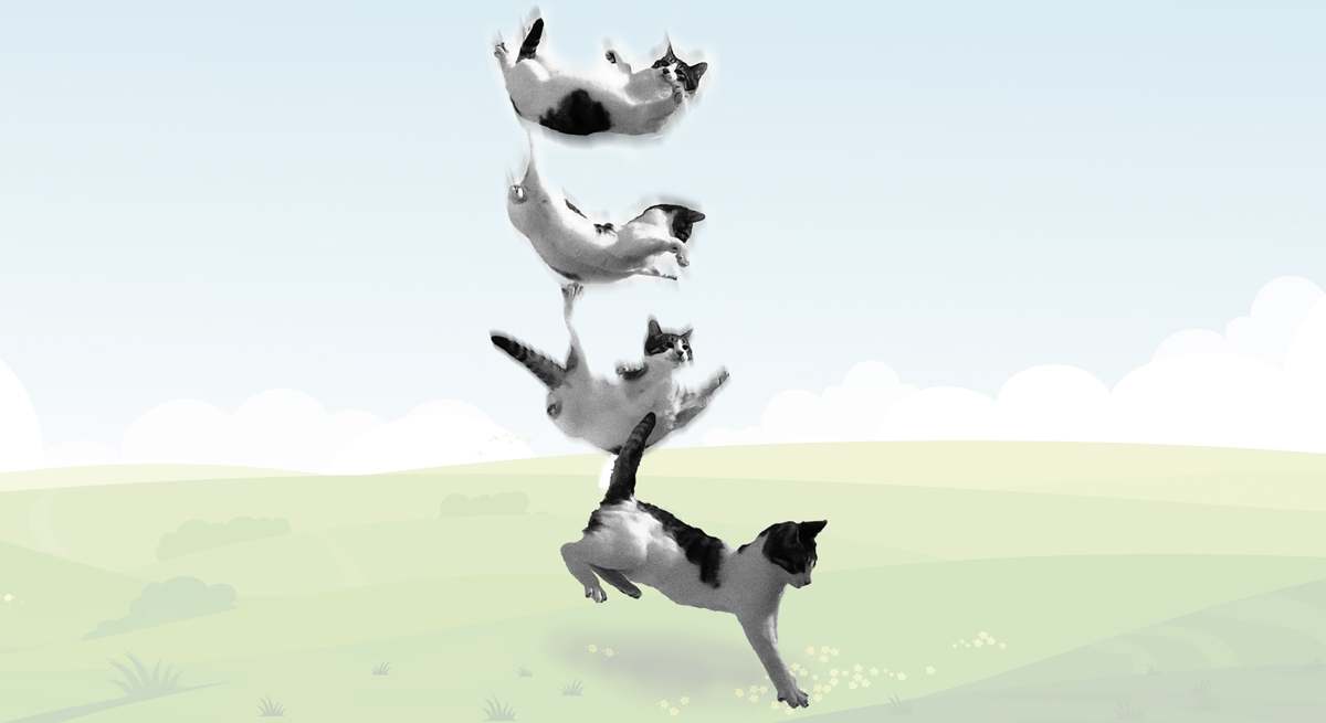 gatos