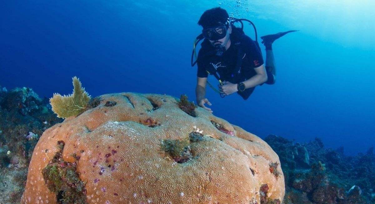 El coral masivo Siderastrea siderea en el arrecife Caye dOlbian, Martinica.