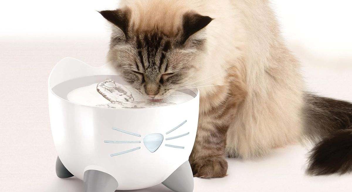 el mejor bebedero para gatos con descuento