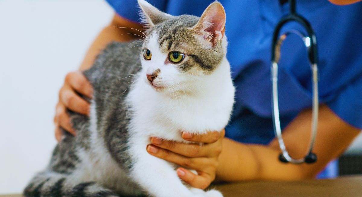 Gato veterinario