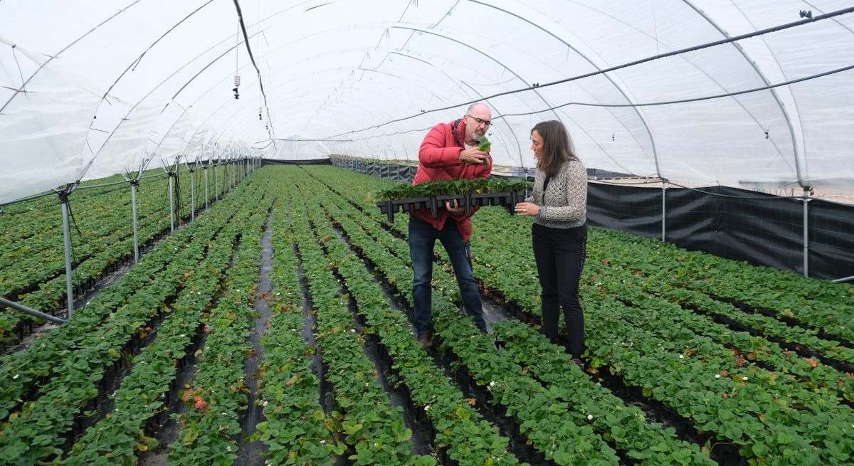 Consejera de Agricultura de CyL en invernaderos de plantas de fresas en Segovia