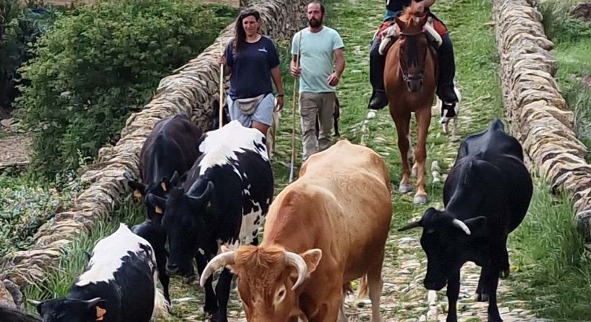 ganado