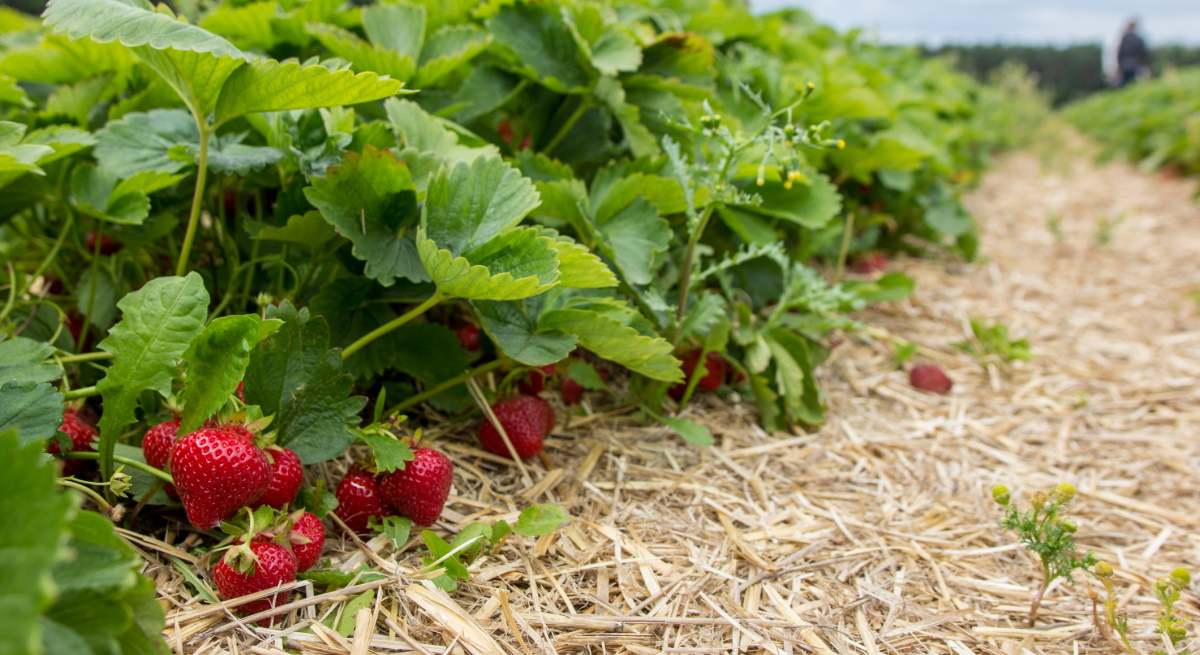 fresa-cultivo-dreamstime.jpg