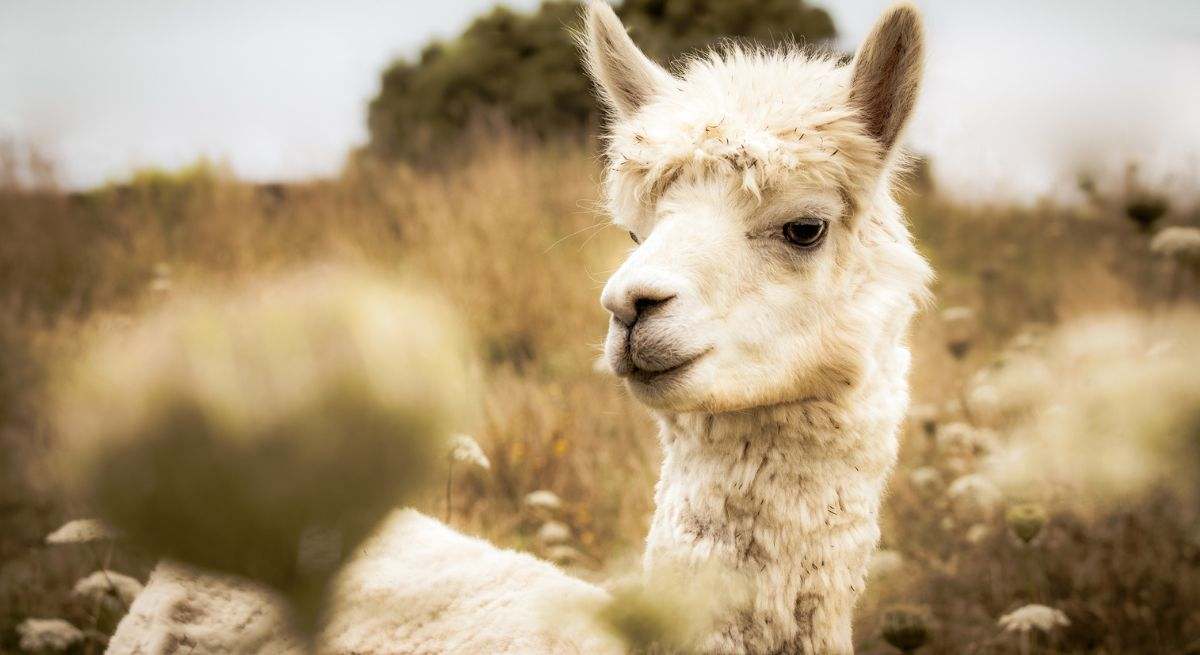 Pedro, la alpaca chilena clave para combatir a virus letales como Nipah y Hendra