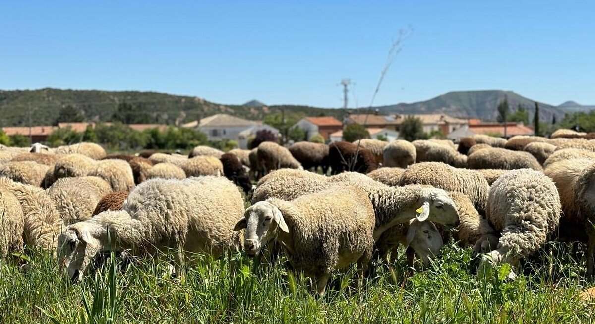 Ganado ovino