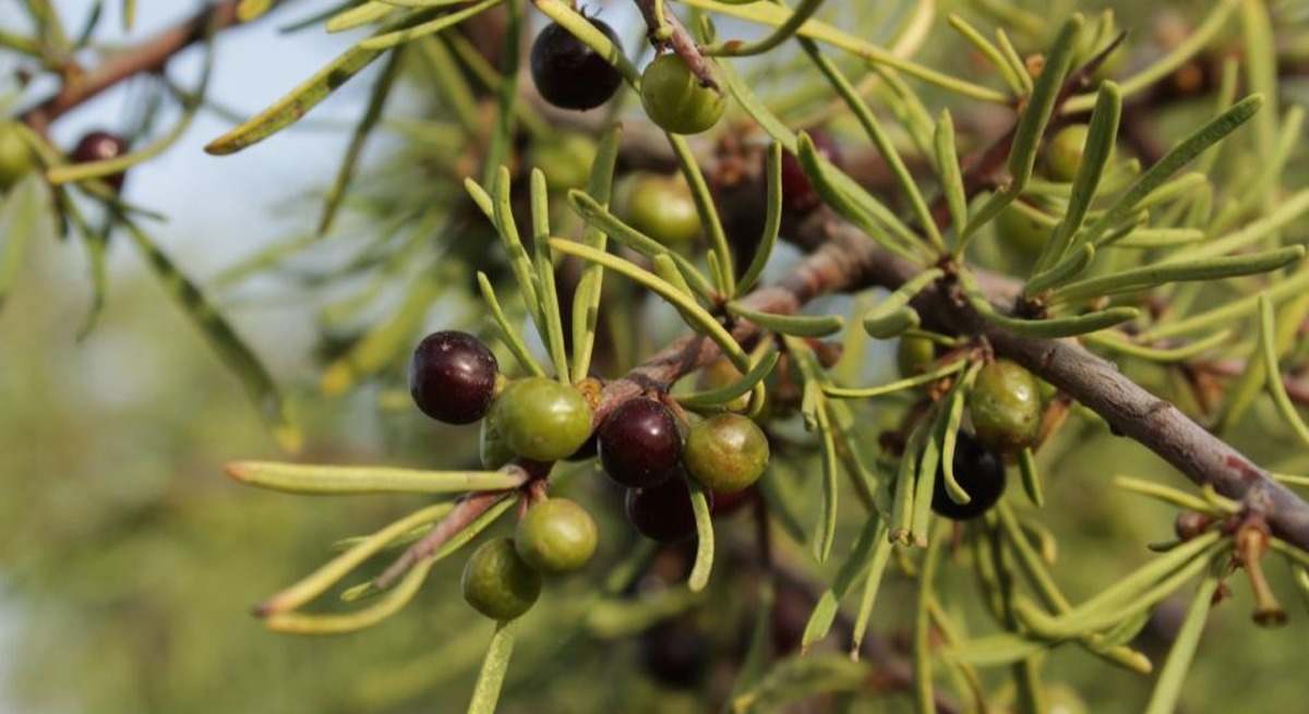 aceite bajo aragon