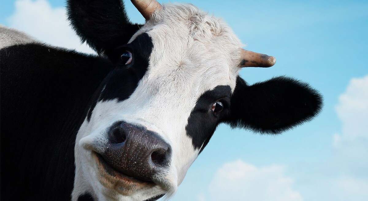 blog-vacas-maltrato-animal-cruel.jpg