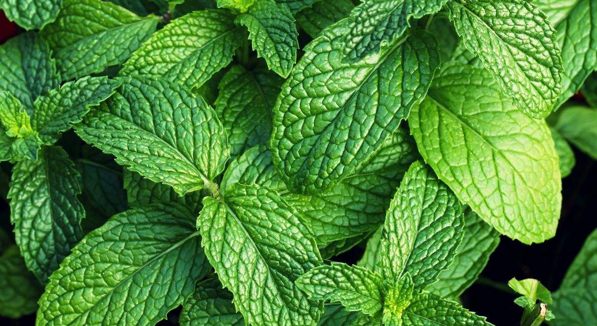 La menta es una hierba aromática y refrescante