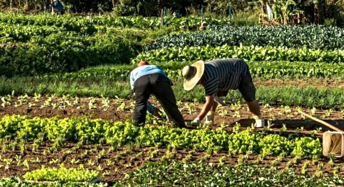 Dos personas trabajan en el campo