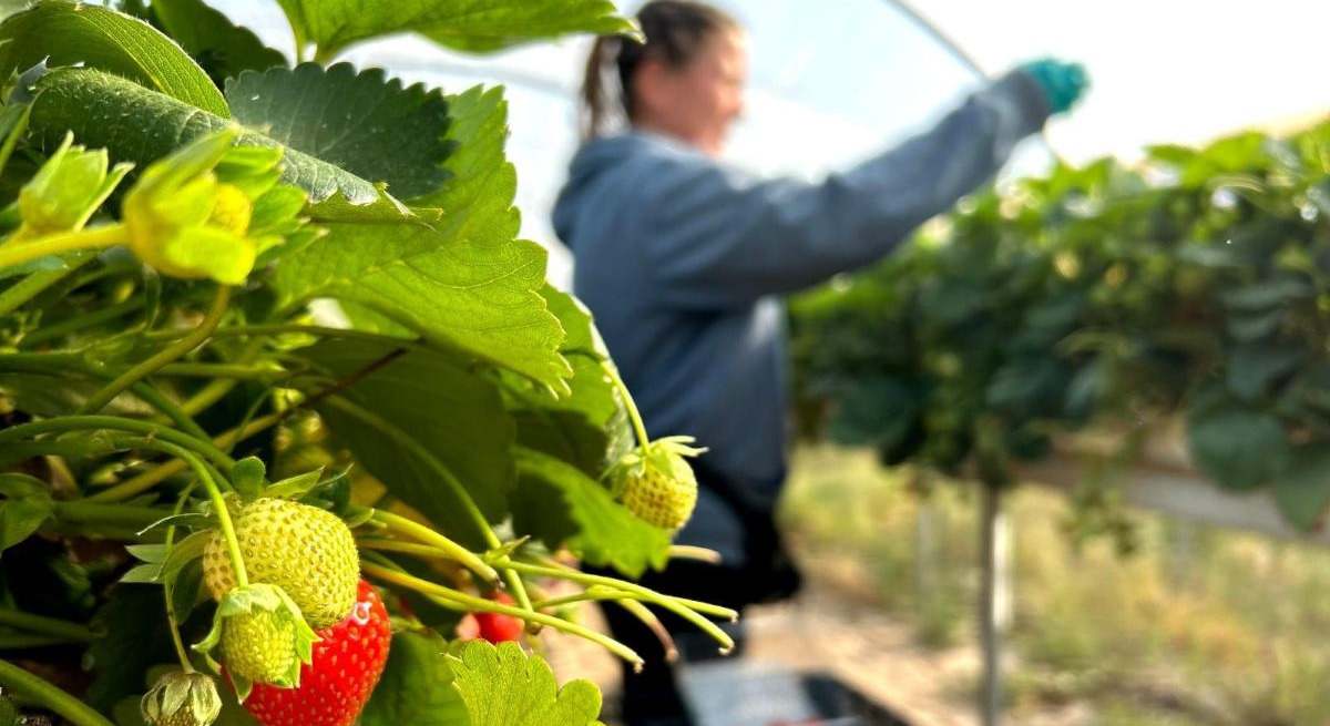Fresas de Castilla y León de Mercadona