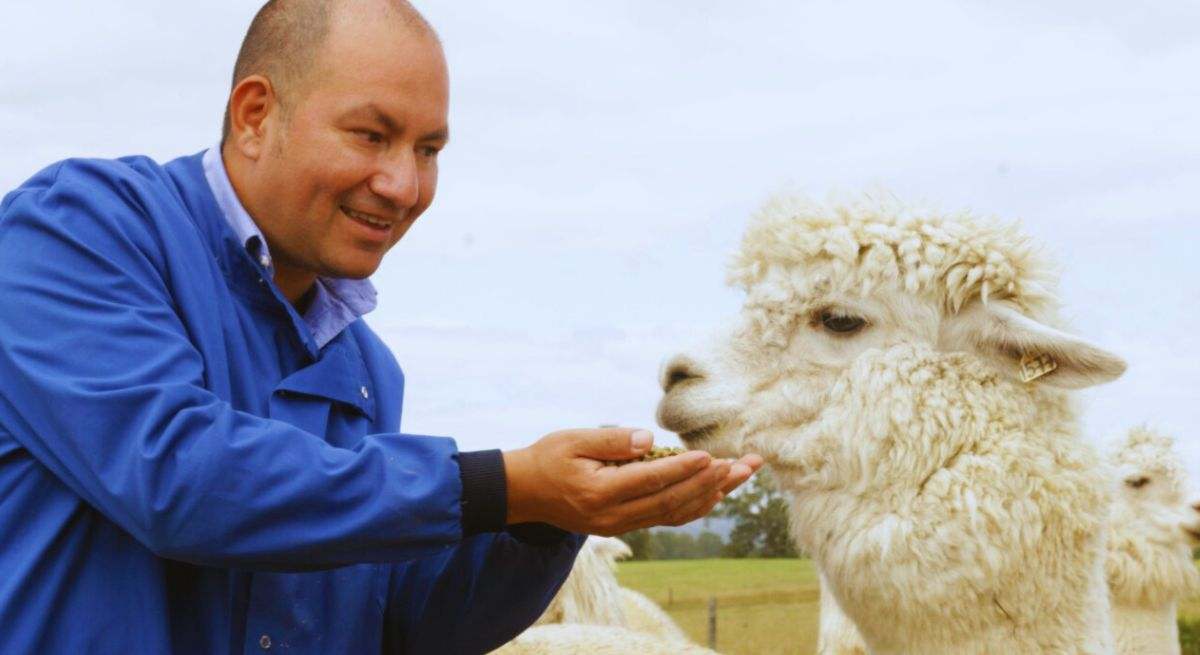 Las alpacas son fábricas de nanoanticuerpos salvadores de potenciales pandémicos como el virus Hendra y Nipah