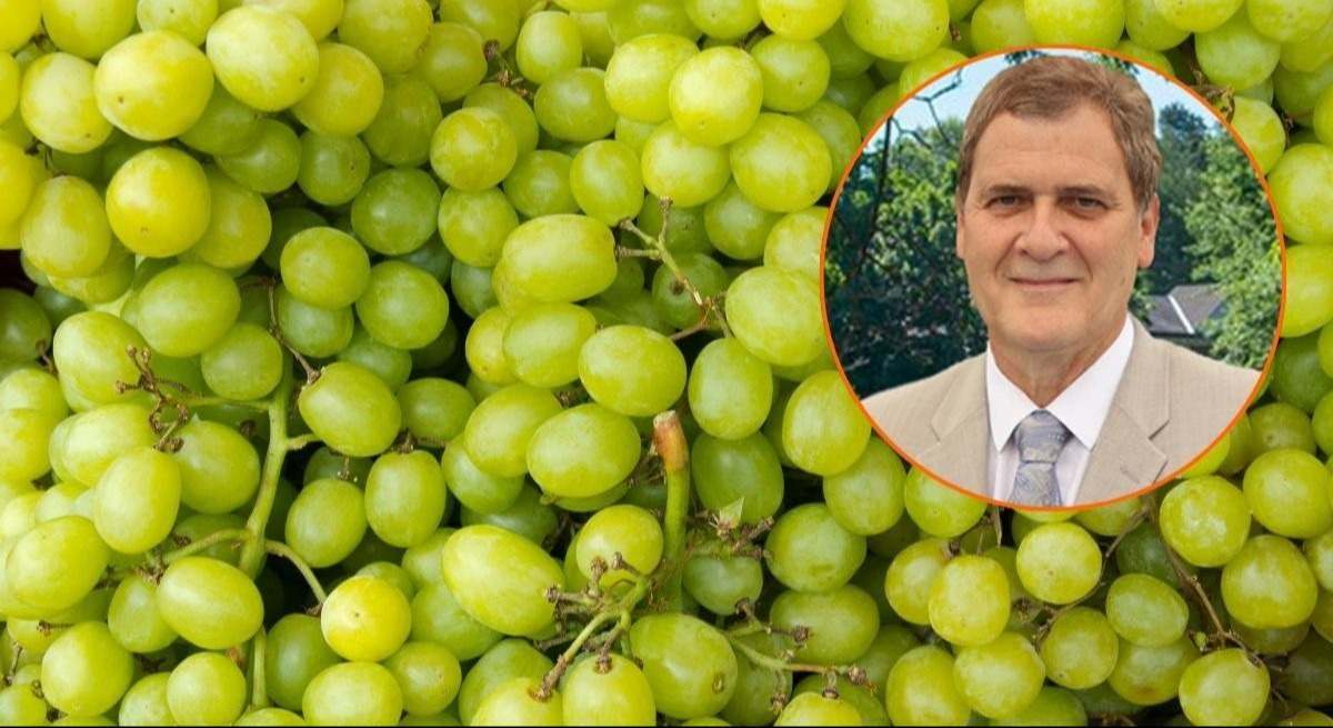 uvas-canva