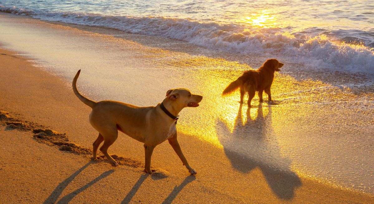 Dos perros en la playa