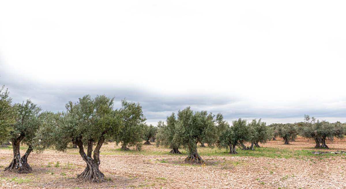 Olivar