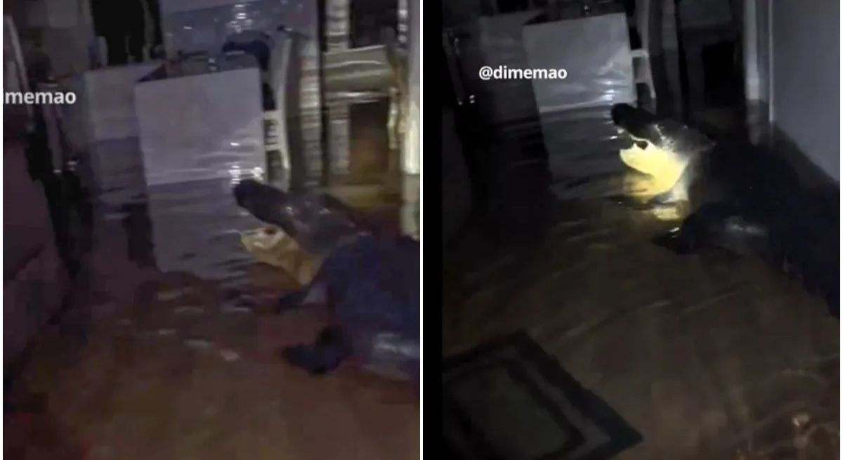 Un cocodrilo en un salón