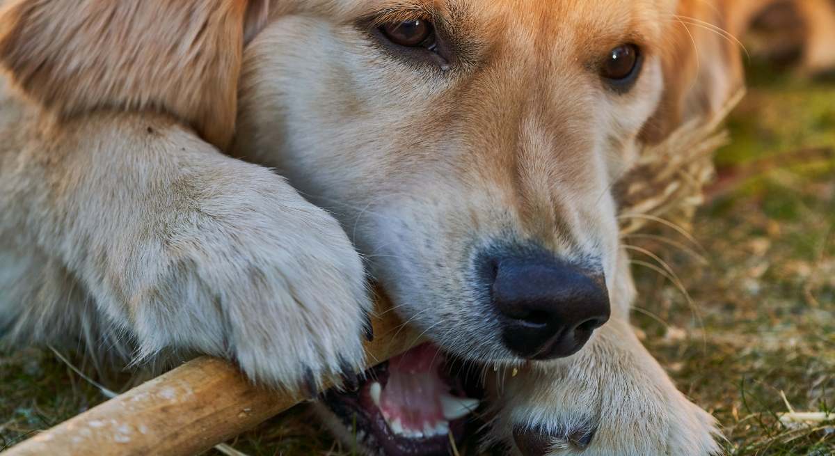 Alerta a los dueños de perros.
