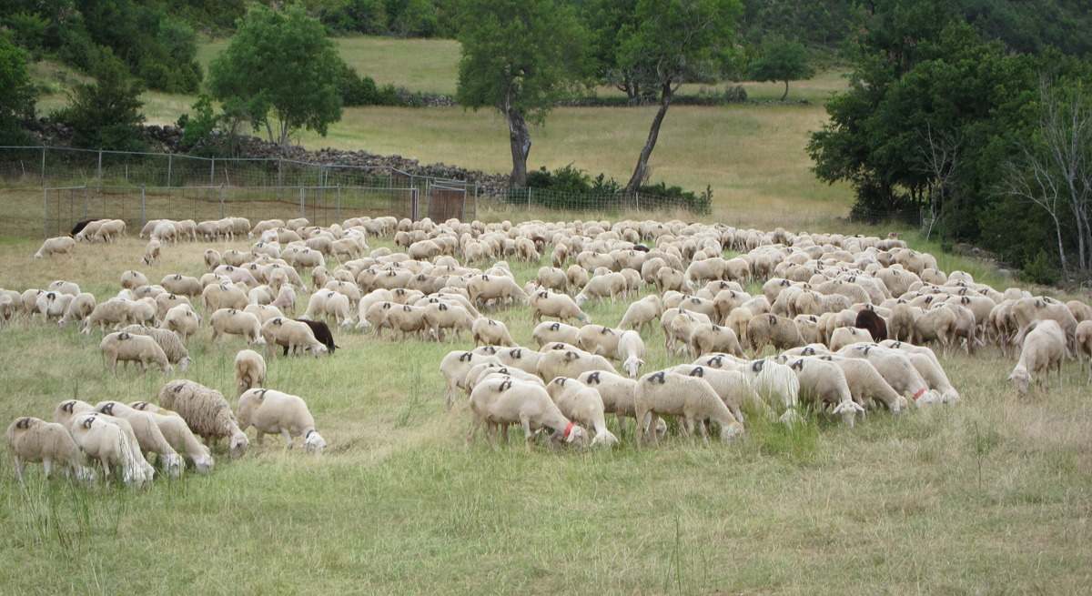ovino de kilometro cero Pirineo Aragón