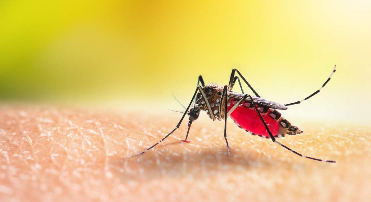 mosquito-tigre.jpg