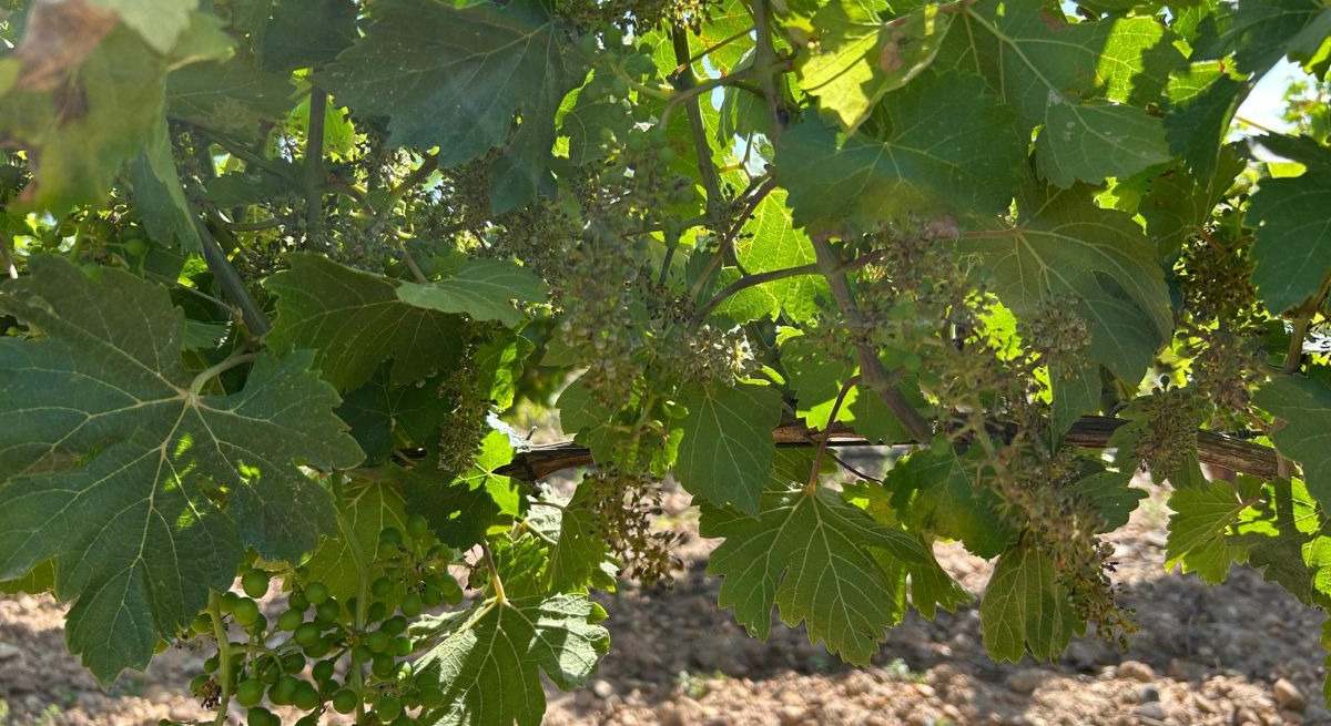 Viñedo afectado por mildiu