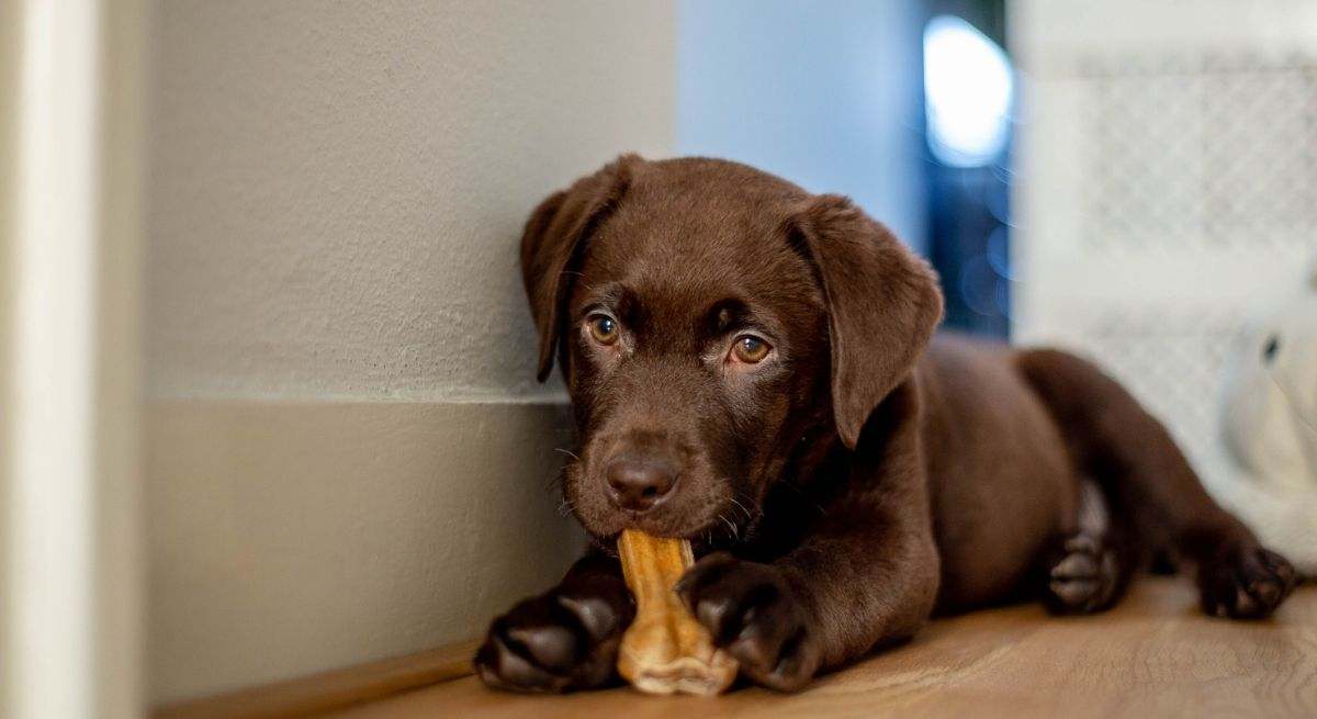 Un perro mordiendo un hueso