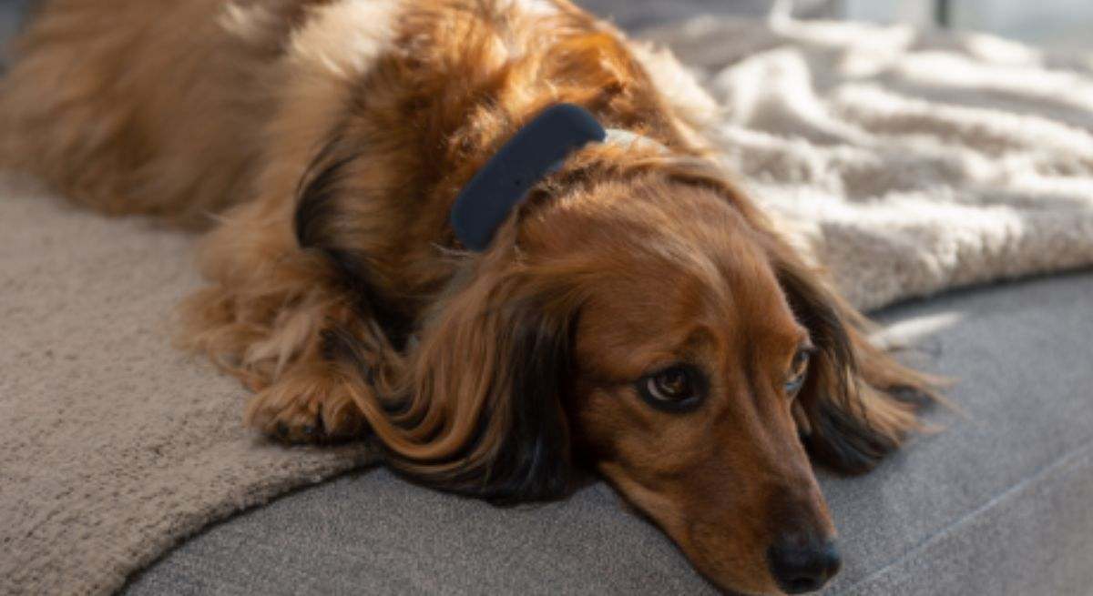 El mejor localizador gps para perros con descuento