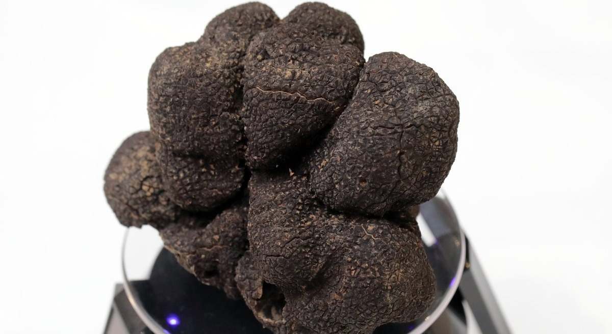 trufa negra