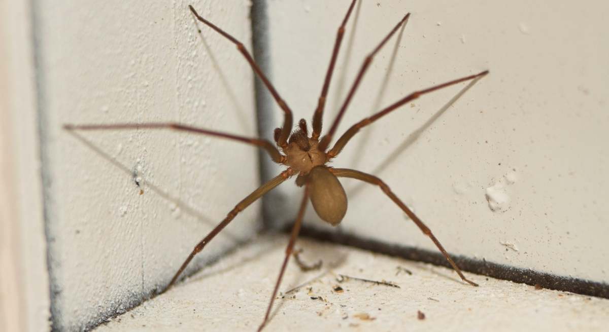 Adiós a la "araña del rincón" en casa.