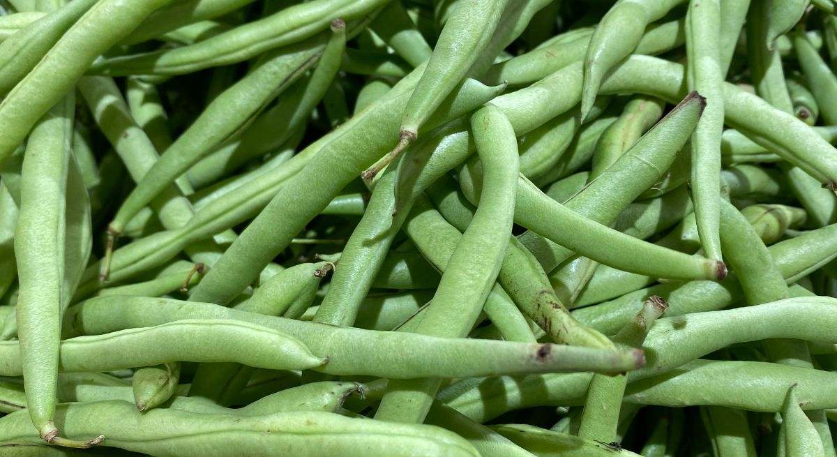 Las judías verdes son un tesoro nutricional