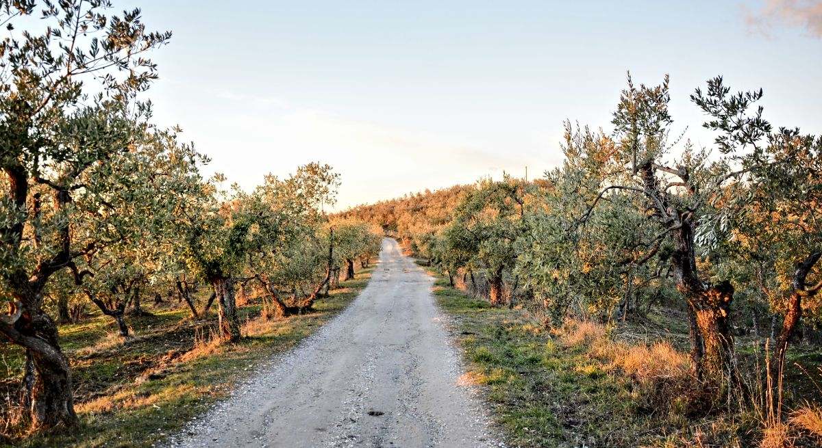 Olivos 