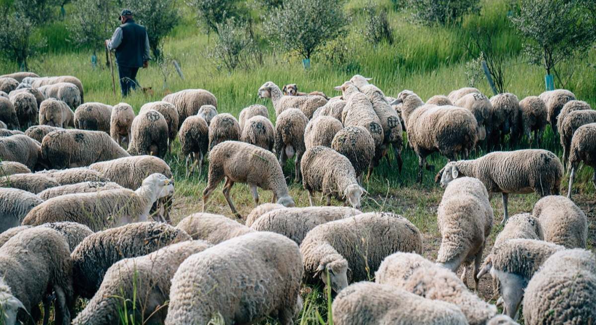 agricultura aragon