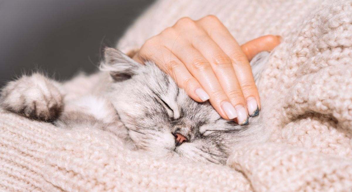 Un gato duerme en los brazos de su cuidadora. / Foto: Dreamstime